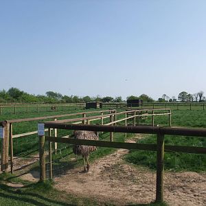 Emu Paddock at Long Sutton 25/04/11