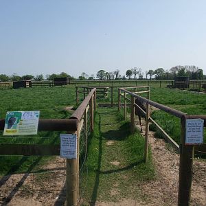 Emu Paddock at Long Sutton 25/04/11