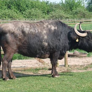 Domestic Water Buffalo at Long Sutton 25/04/11