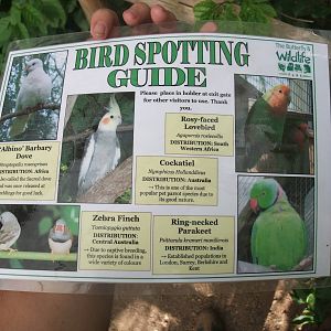 Bird Spotting Guide at Long Sutton 25/04/11