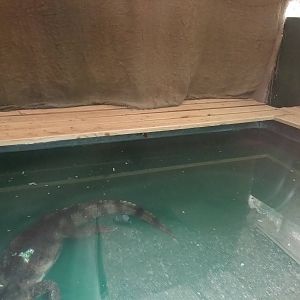 Caiman Exhibit at Long Sutton 25/04/11