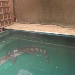 Caiman Exhibit at Long Sutton 25/04/11