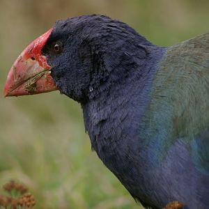 Takahe (Porphyrio hochstetteri)