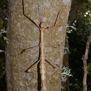 NZ stick insect