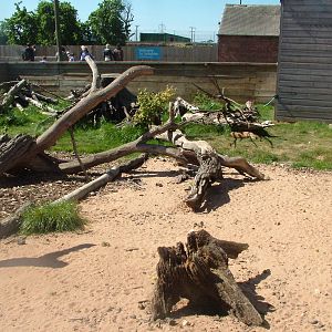 Yellow Mongoose Exhibit at Yorkshire WP 02/05/11