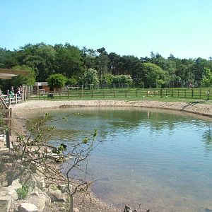 Flamingo/Waterfowl Pond at Yorkshire WP 02/05/11