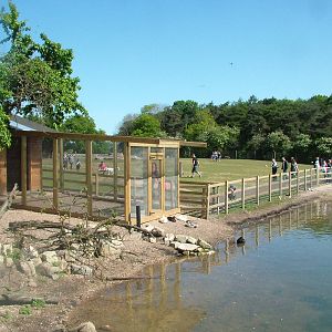 Flamingo/Waterfowl Pond at Yorkshire WP 02/05/11