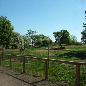 New Guanaco Paddock at Yorkshire WP 02/05/11