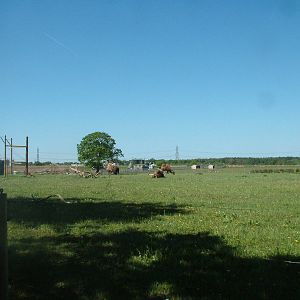 Bactrian Camel Paddock at Yorkshire WP 02/05/11