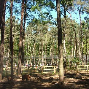 Red River Hog Paddock at Yorkshire WP 02/05/11