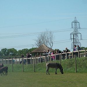 African Plains at Yorkshire WP 02/05/11