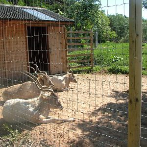 Addax at Yorkshire WP 02/05/11