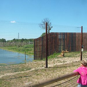 Lion Country at Yorkshire WP 02/05/11
