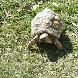 Leopard Tortoise at Yorkshire WP 02/05/11