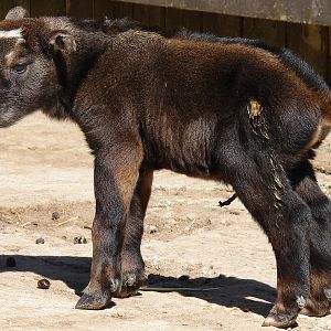 Budorcas taxicolor taxicolor / Mishmi takin (calf, born 30-04-2011)