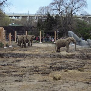 new elephant exhibit