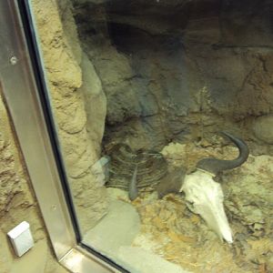 new elephant exhibit at cleveland zoo