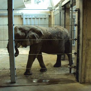 new elephant exhibit at cleveland zoo