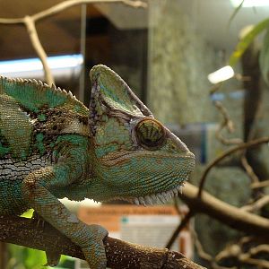 Chamaleo calyptratus