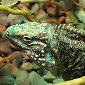 Cyclura nubila (Cuban rock iguana)