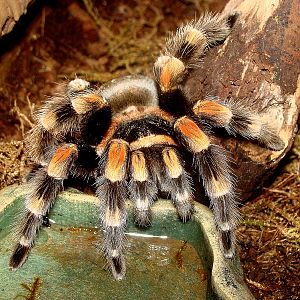 Brachypelma smithi