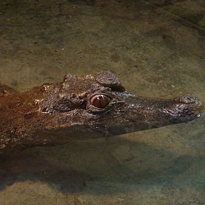 Paleosuchus trigonatus