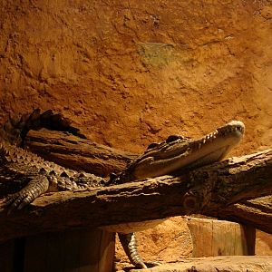 Crocodylus niloticus