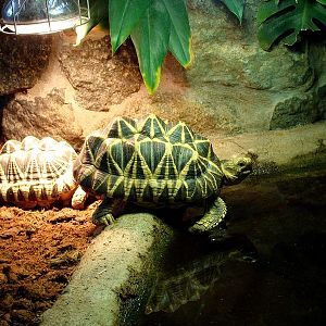 Geochelone platynota