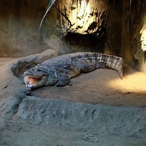 Crocodylus niloticus