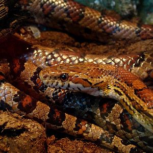 Pantherophis guttatus