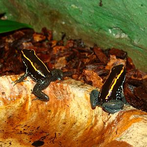 Phyllobates vittatus