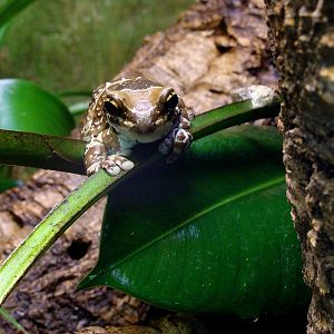 Phrynohyas resinifictrix