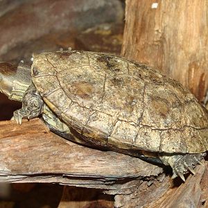 Mauremys caspica caspica