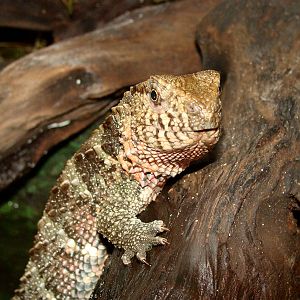 Shinisaurus crocodilurus