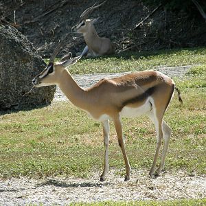 wpalm beach dec08 039