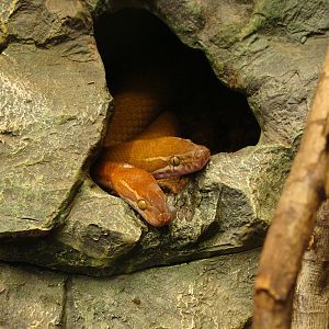 Lamprophis fuliginosus