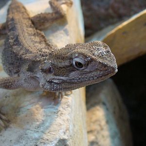 Pogona henrylawsoni