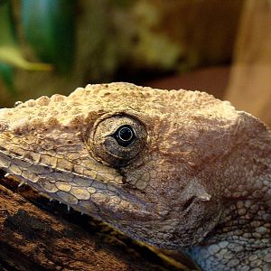 Chamaeleolis barbatus