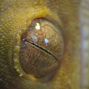 Rhacodactylus ciliatus -eye