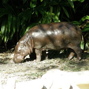 wpalm beach dec08 570