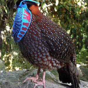 Temminck's Tragopan
