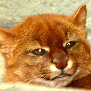 Jaguarundi; RSCC Sandwich; 30th April 2011