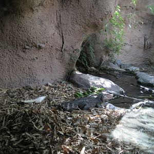 dwarf caiman exhibit