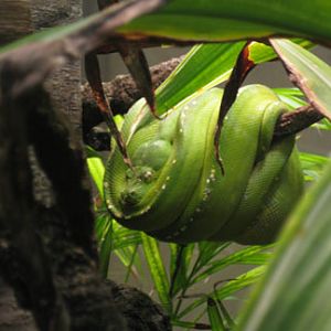 green tree python