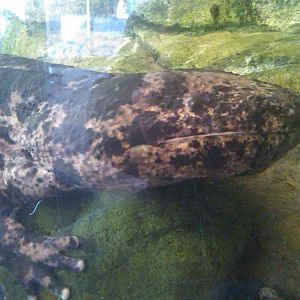 Japanese Giant Salamander