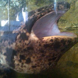 Japanese Giant Salamander
