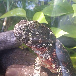 IMG00766-20110420-0943