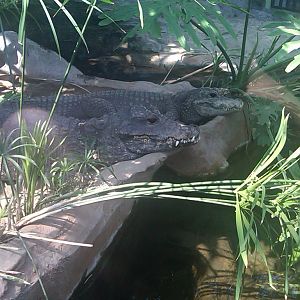 African Dwarf Crocodiles
