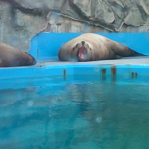 Sea Paradise - Toba Japan