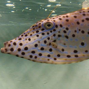 Sea Paradise - Toba Japan